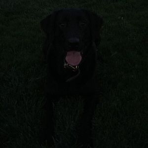 Meet your Posher, Ddylan